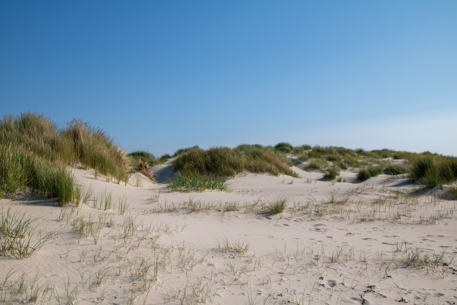 Glooiende duinen met helmgras onder een helderblauwe lucht